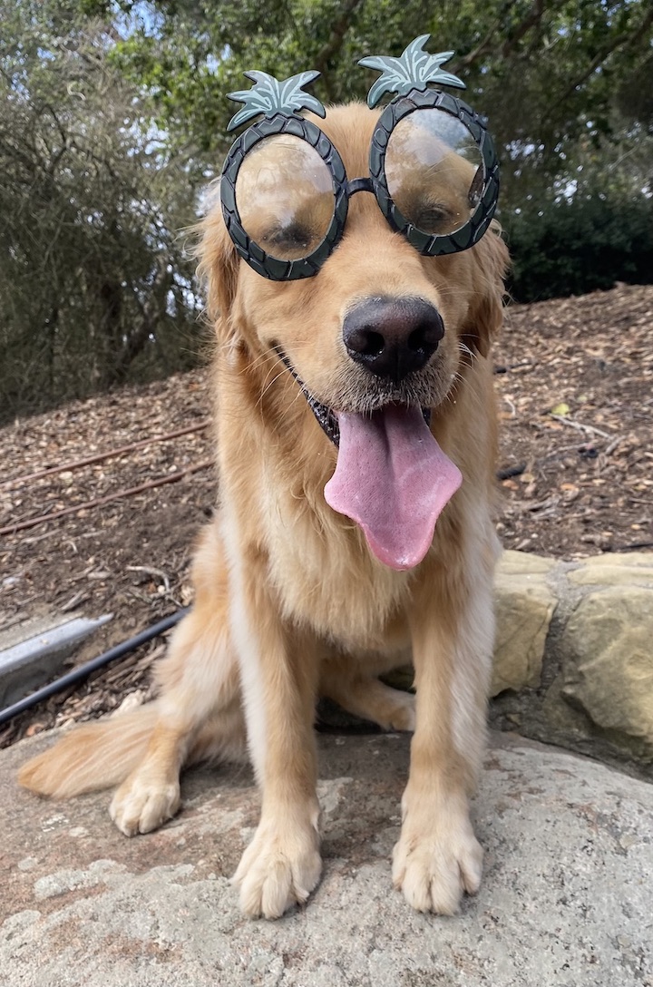 Photograph of a golden retriever wearing glasses shaped like pineapples.